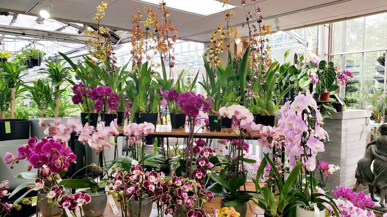 花圃进了一些新兰花 Woodhill Garden Center