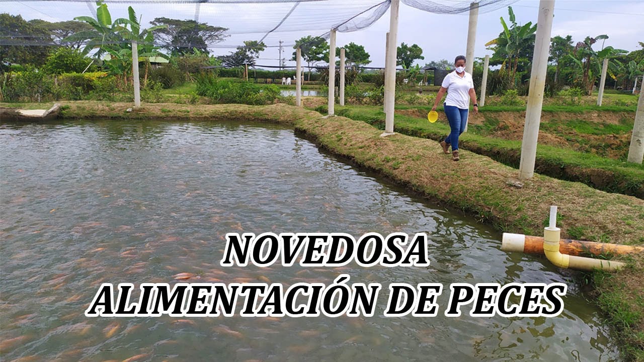 Alimentación simbiótica, peces más sanos y sin químicos