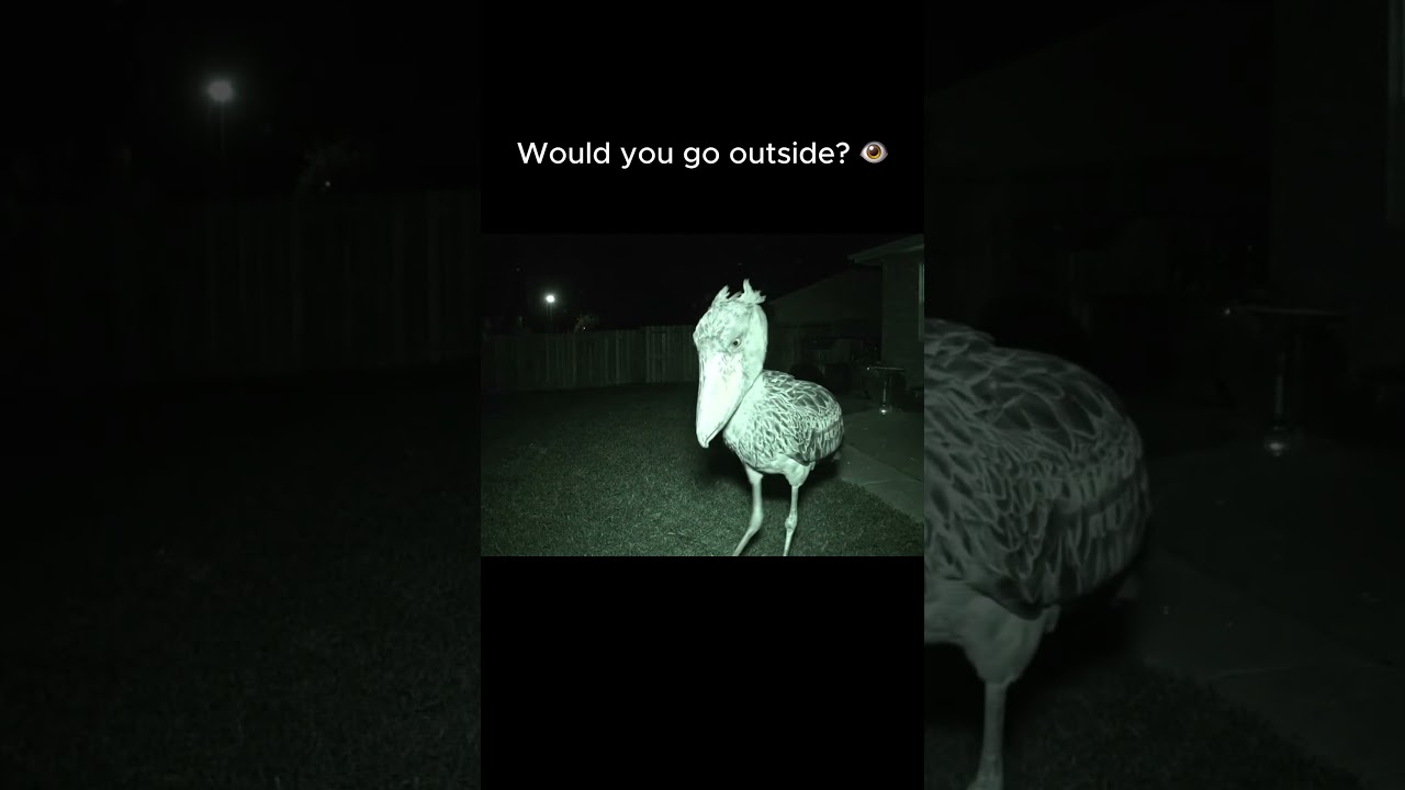 Security Camera Catches Shoebill Stork in Backyard 😳🦅