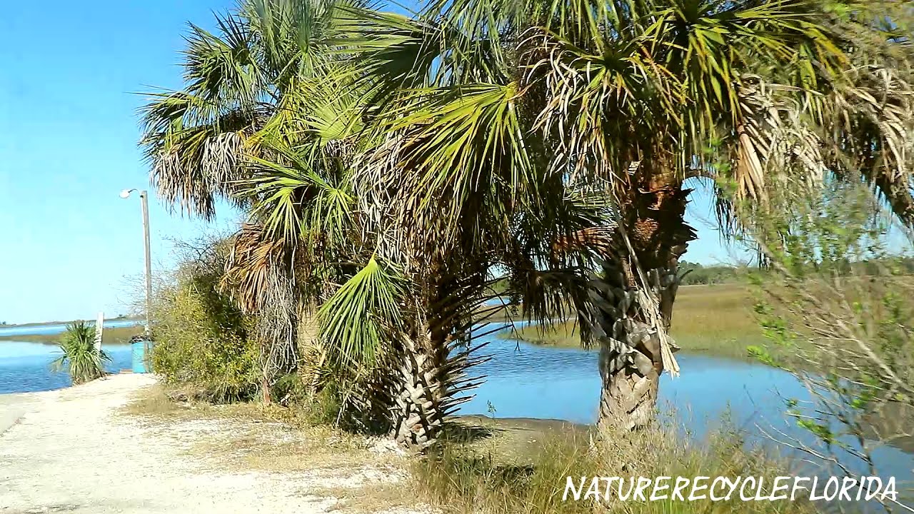 Shell Mound Campground Cedar Key Florida