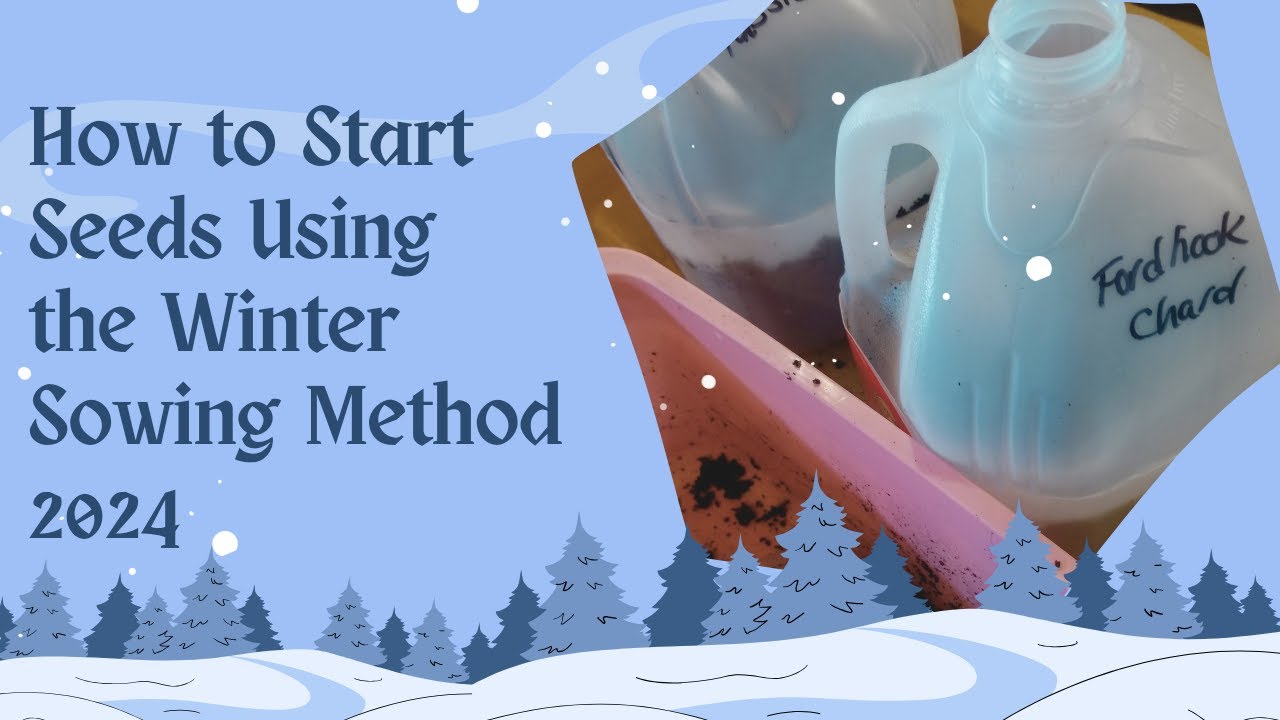 Starting Seeds Now | How to Winter Sow Seeds 2024