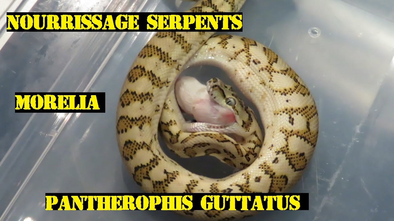 Nourrissage, Repas Serpents / Morelia spilota /Pantherophis Guttatus 