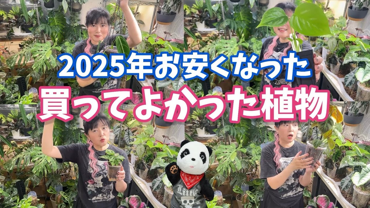 2025年お安くなった植物リスト、買ってよかった植物たち #観葉植物 #houseplants #アロイド #モンステラ #アロカシア 