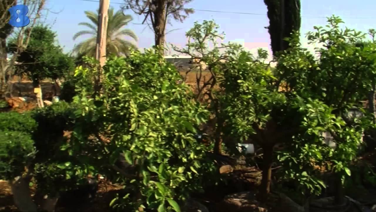 משתלה גרדן ביוטי - פיתוח הקמה וגינון - כפר סבא - B144