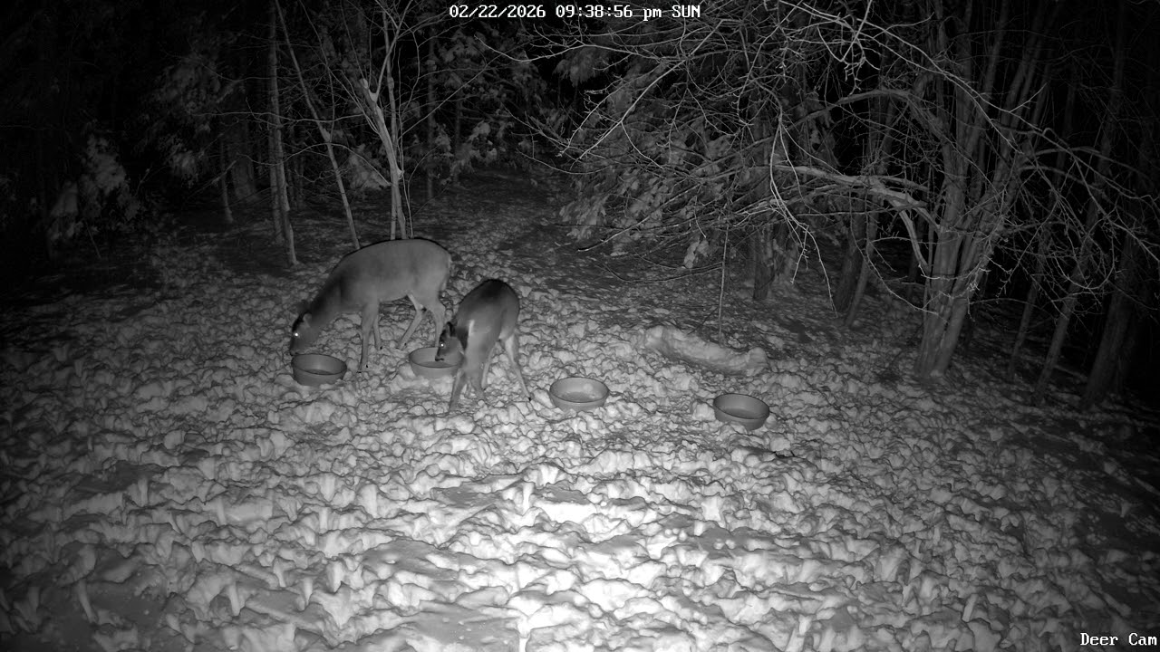 Deer 2-22-2026 9:28 PM