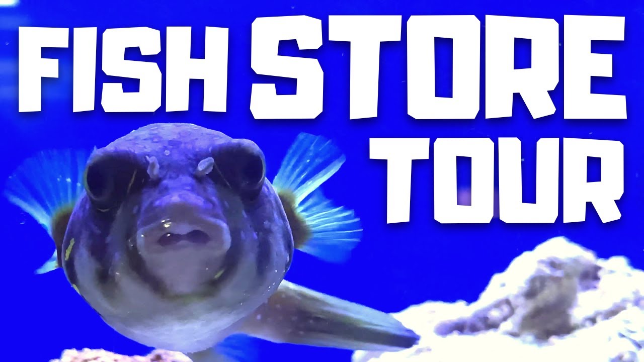 AMAZING Tour of my Local Fish Store!