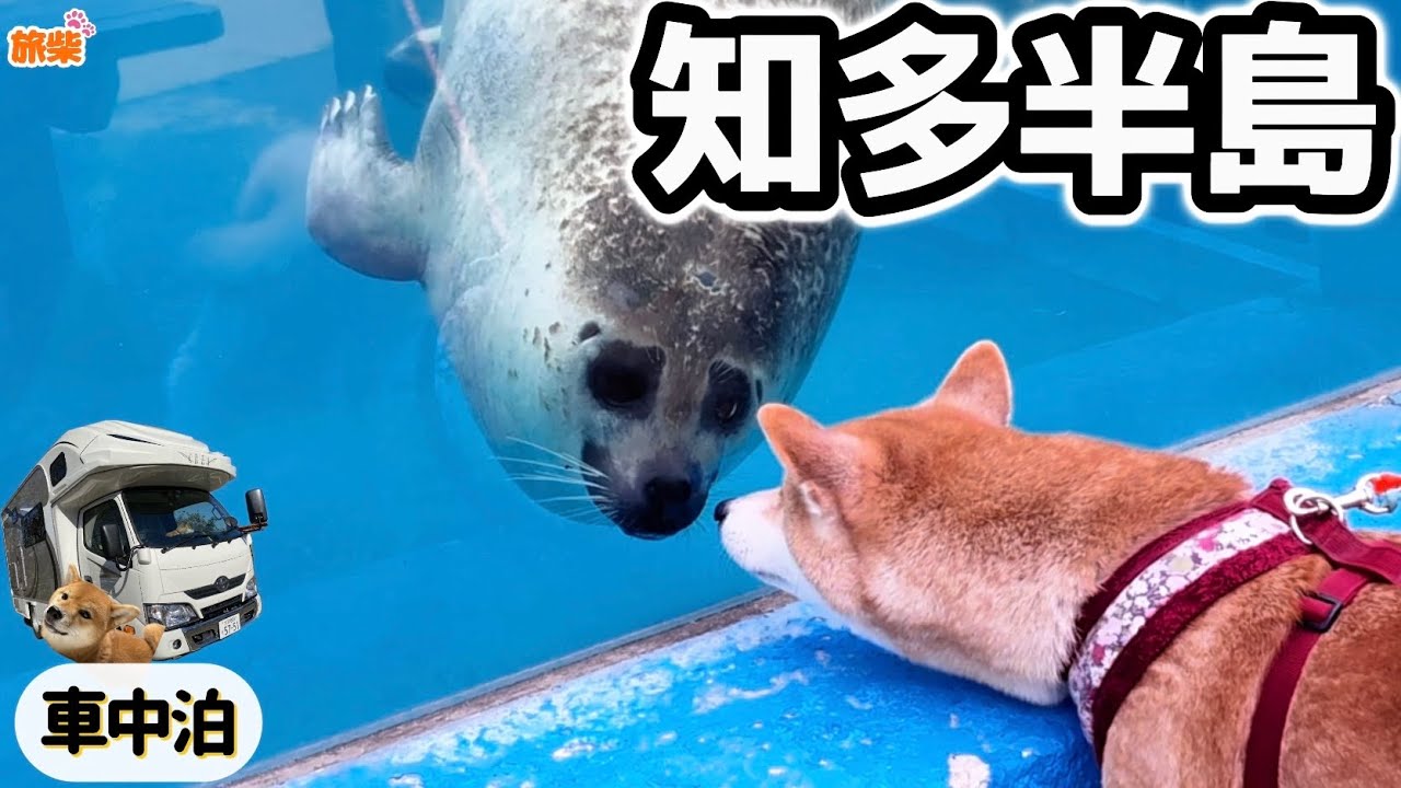 愛知県知多半島 わんこOK！南知多ビーチランド【キャンピングカーで柴犬たちと車中泊】