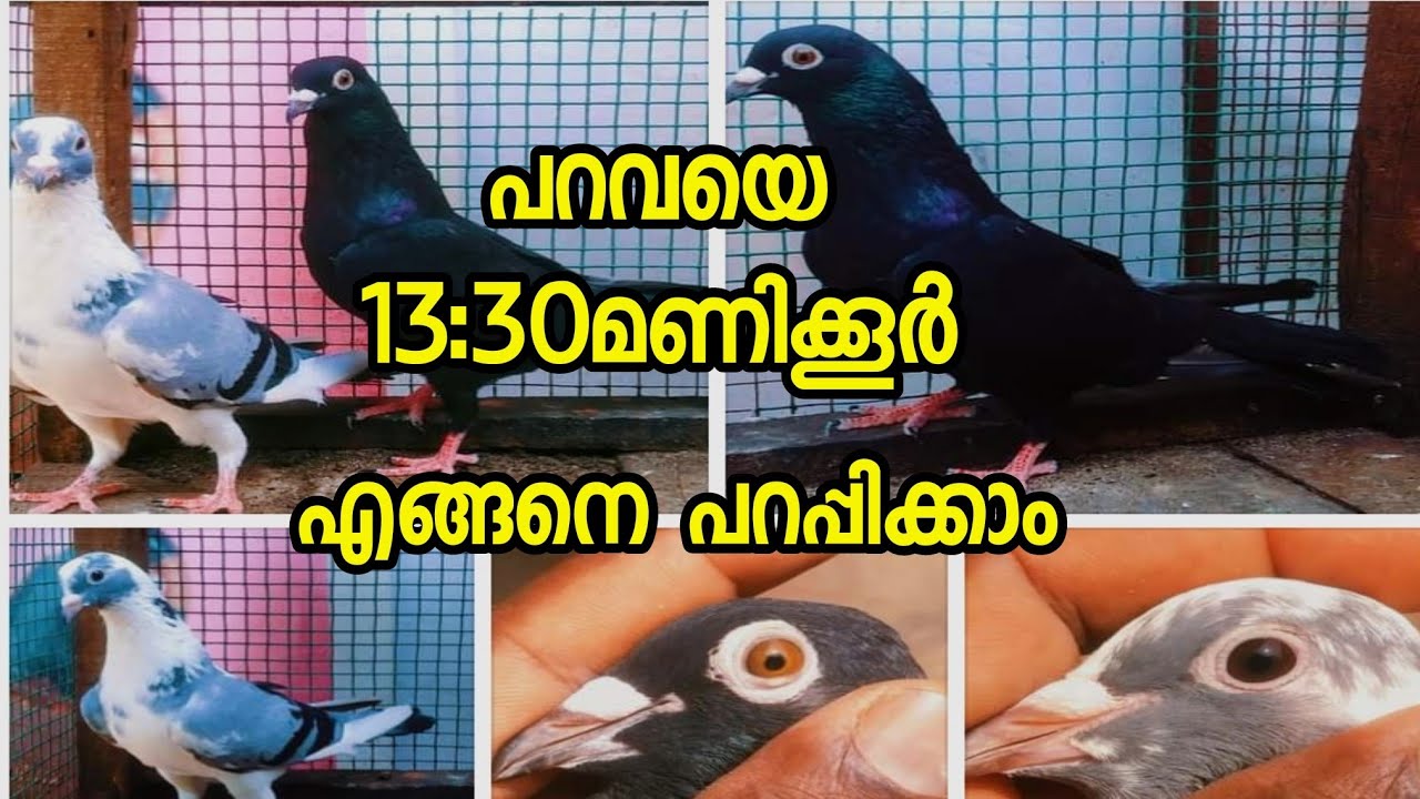 #parava  paravaTraining/പറവകളെ എങ്ങനെ പറവിലേക് കയറ്റാം