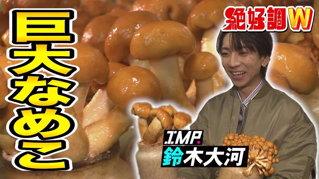 【絶好調W】普通の30倍！IMP.鈴木大河 巨大なめこを収穫&食リポ #絶好調W #鈴木大河 #鈴木大河の推しタイガー