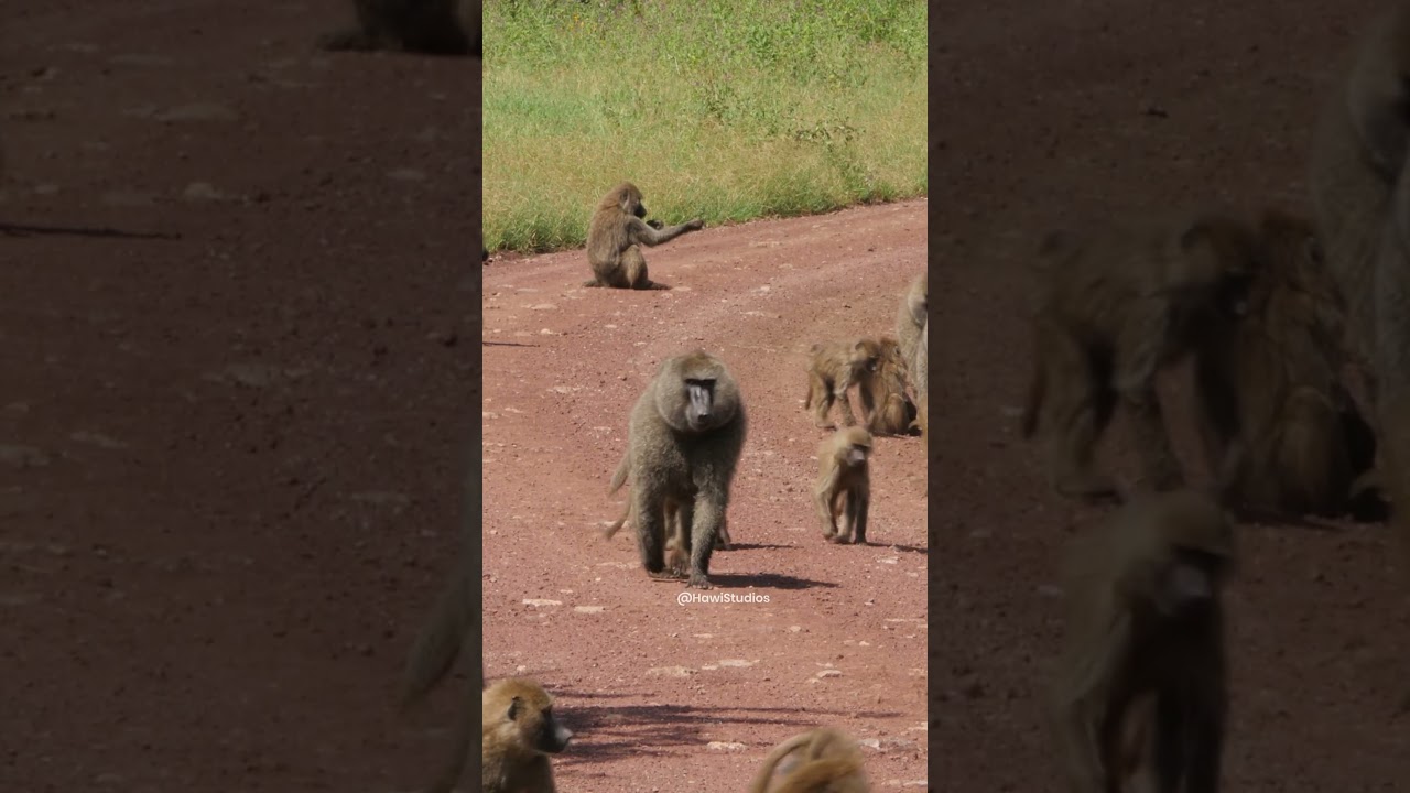 Troop of monkeys on red dirt 