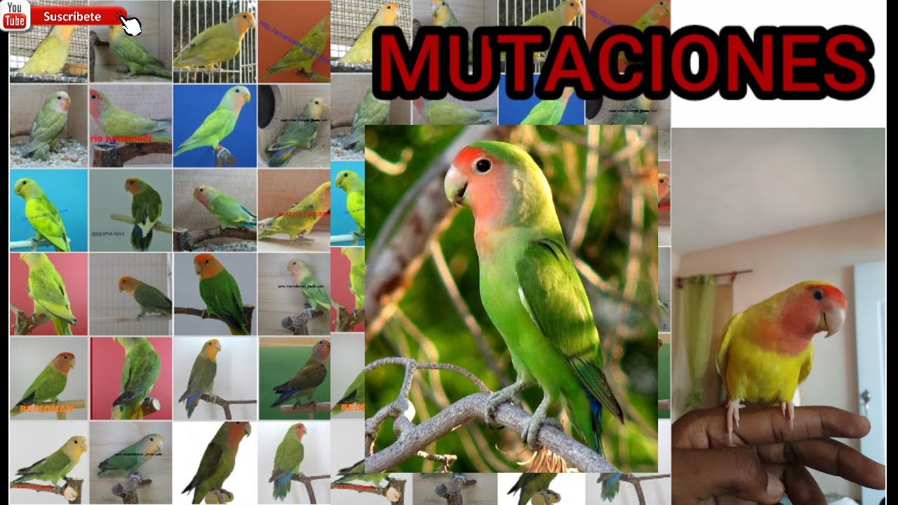 MUTACIONES|Agapornis Roseicollis Todo lo que necesitas saber sobre la mutación|loros