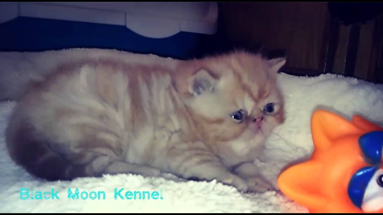 Black Moon Shíla Perzsa Macska Kennel - Első alom: Adonis, Ahmed és Amaya