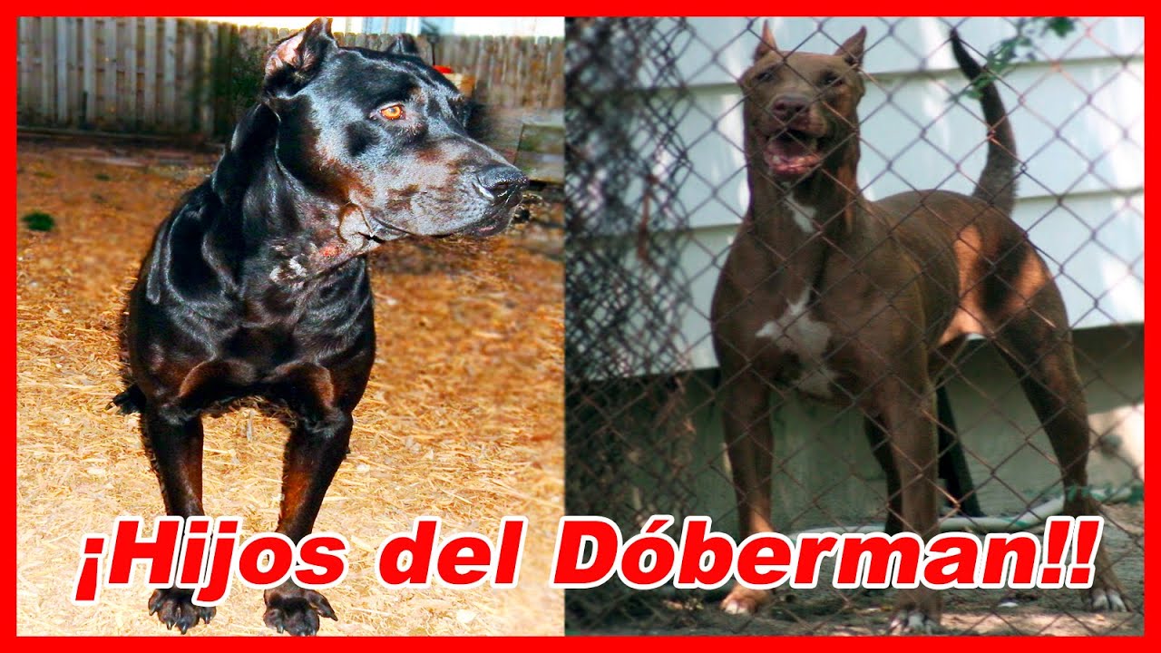 TOP 10 CRUCES de DOBERMAN 🔥MONSTRUOSAS mezclas