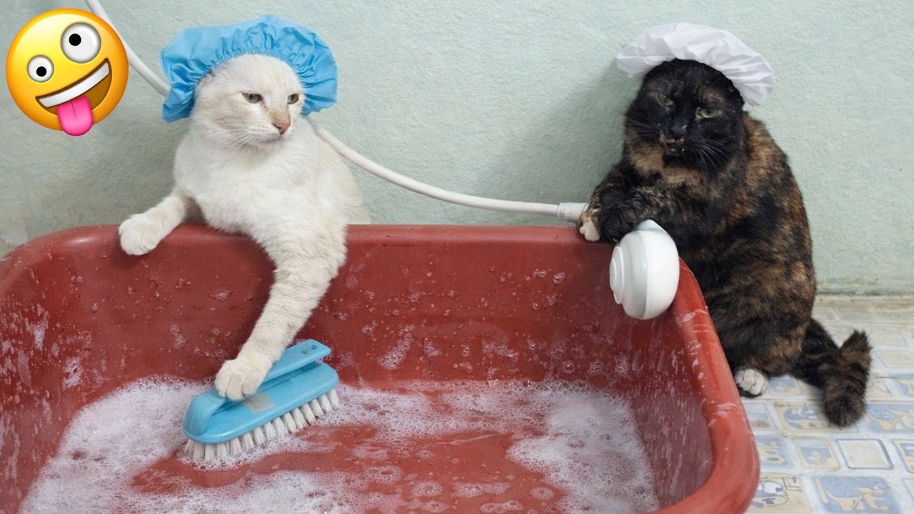 FUNNY CATS  FAILS 2026 🤣 Hilarious Cat Moments That Will Keep You Laughing All Day! 🐾