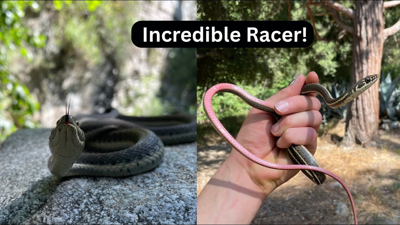 Hiking tons of colorful snakes in creeks & road cruising in the desert!