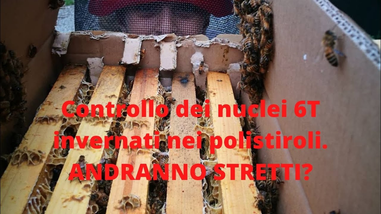 Lavori in Apiario - Febbraio ( Nuclei 6t )