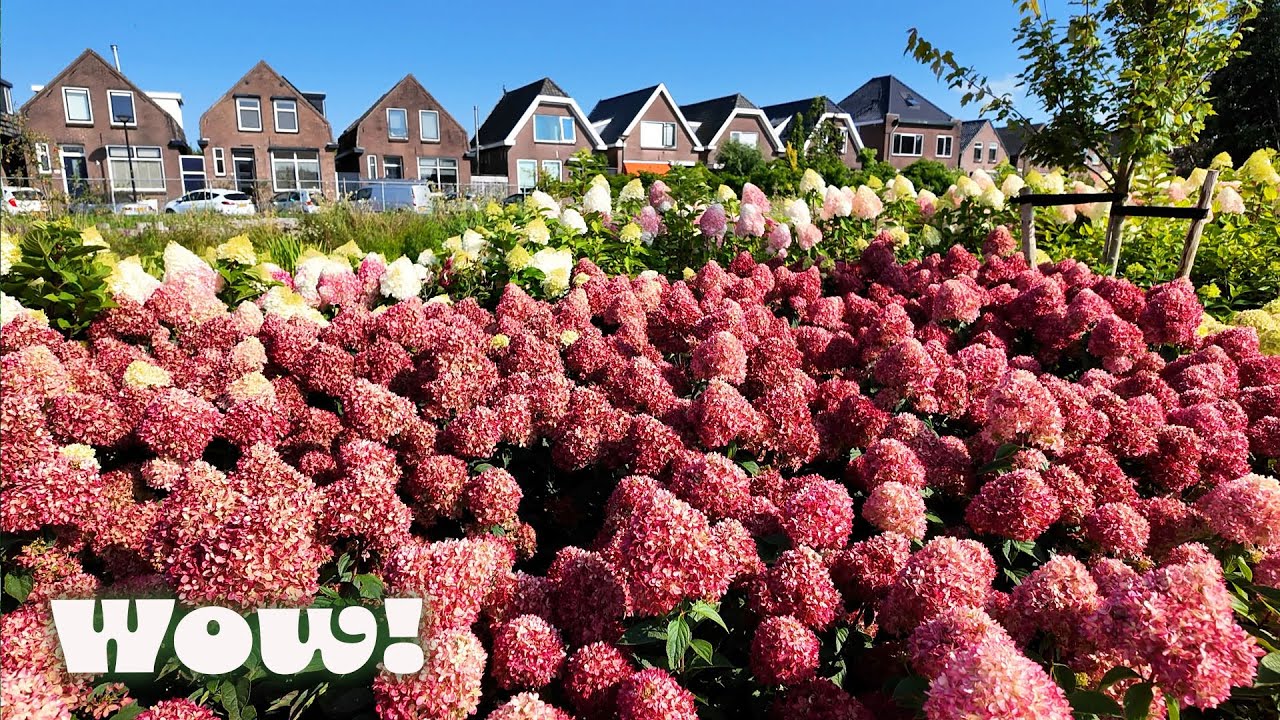 Hydrangea Land