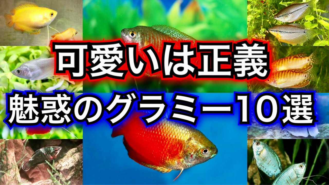 【淡水魚のアイドル】魅惑のグラミー10選【熱帯魚 初心者】