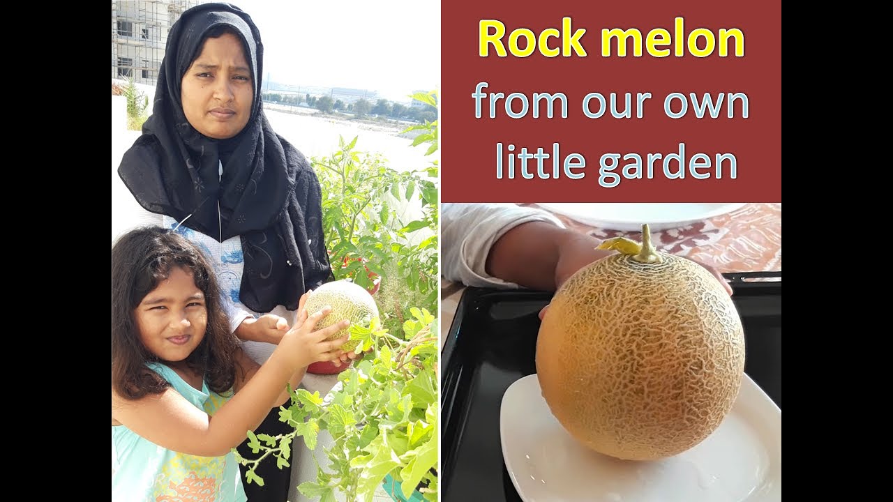 Rock melon from our own little garden । Gardening Vlog