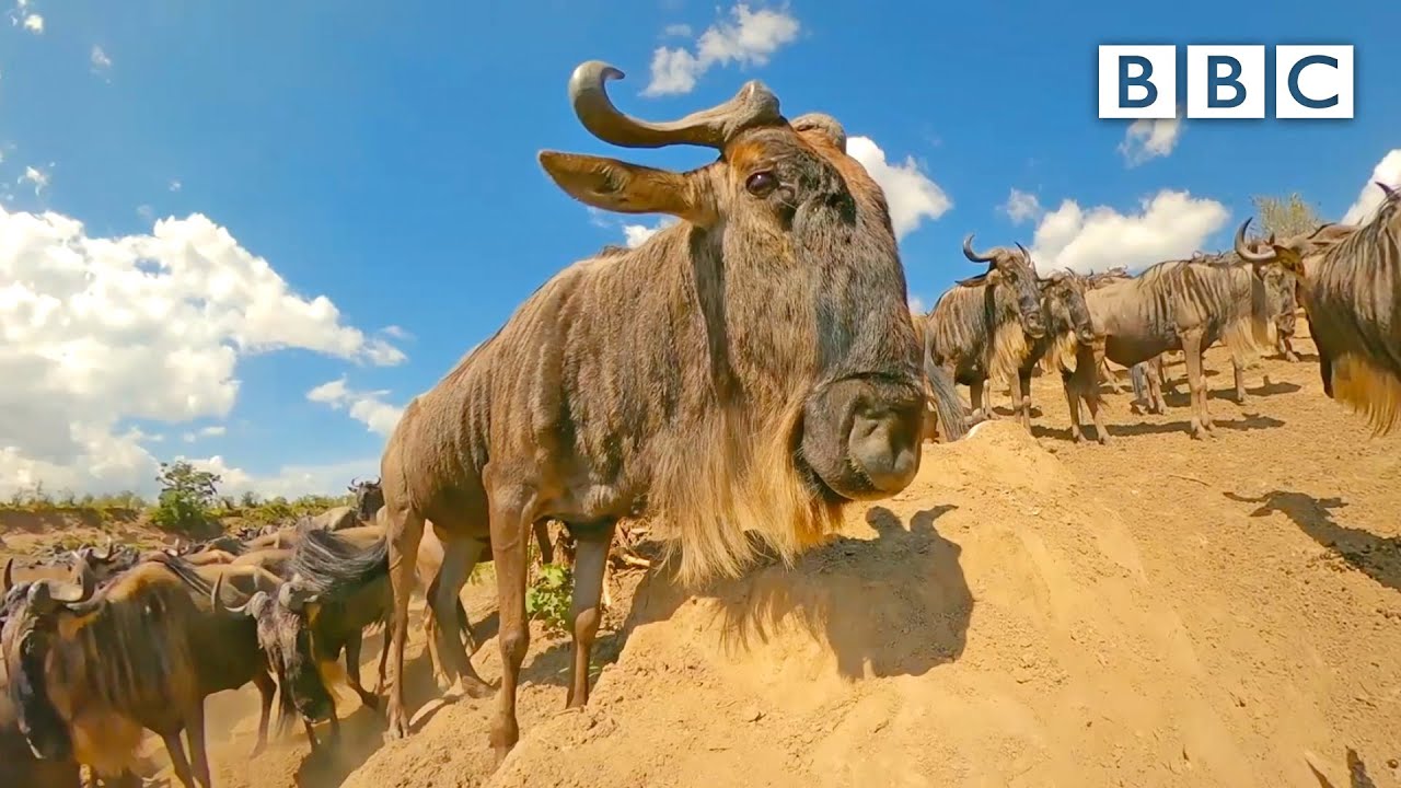 Young wildebeest and mother leap from cliff edge 😲 - BBC