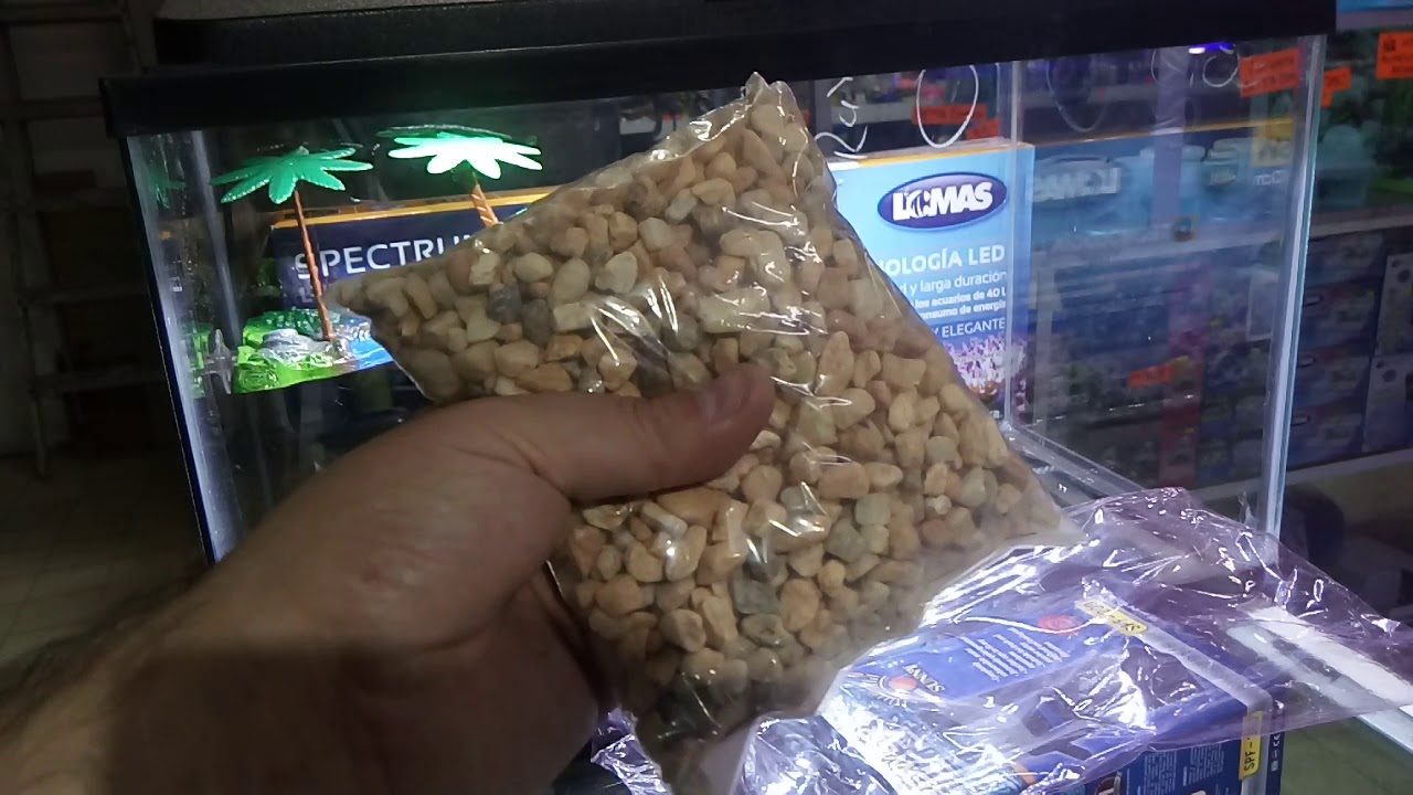 Cuidados para una tortuga japonesa o pavo real