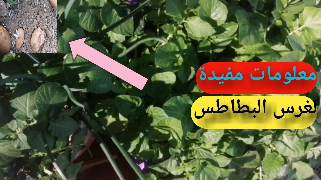 @#معلومات قيمة ومفيدة لغرس البطاطس في شهر يناير 🥔👍#garden #pomme detter