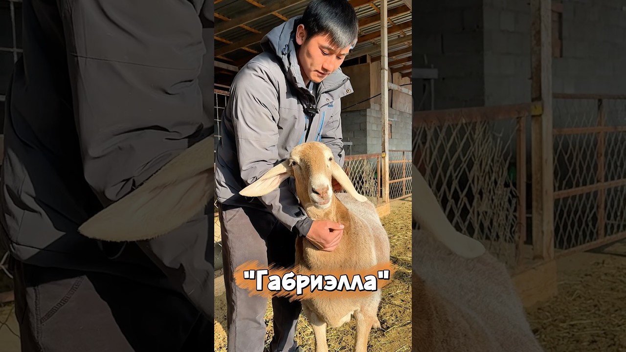Элитные 