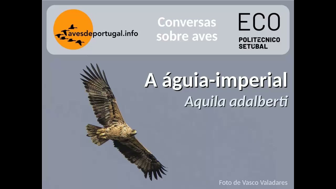 Conversas - Episódio 252: a águia-imperial