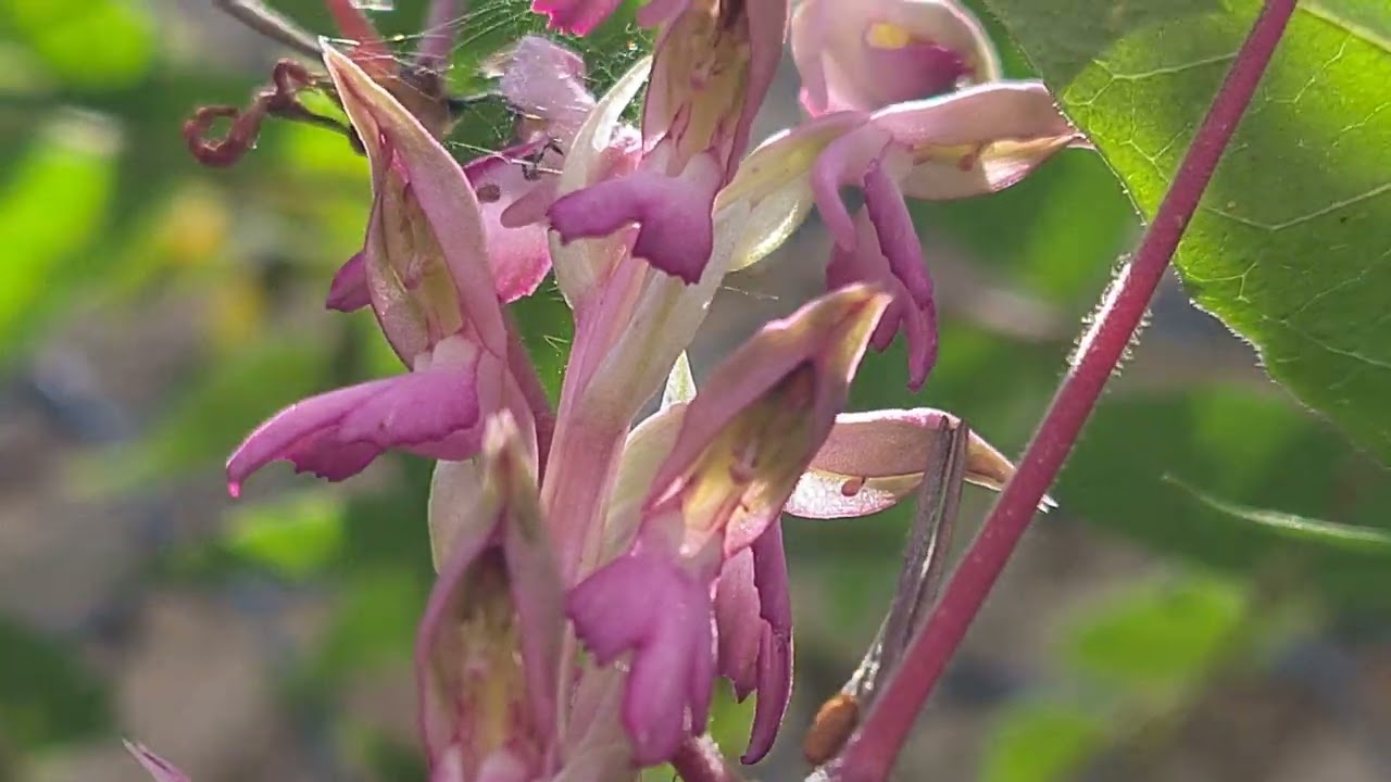 סחלב קדוש انحنائية Anacamptis sancta
