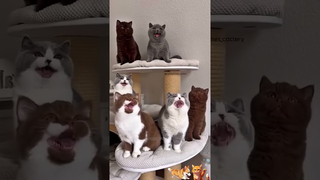 Cats and Dogs TV   Weekly Pawcast Part 30