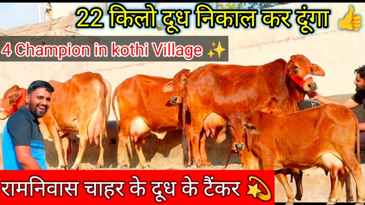 👌रामनिवास चाहर के दूध के💣 टैकर खरीदो👍22 किलो दूध गारटी वाला नही बाल्टी वाला✅साहीवाल कीमत हजारो मे✨ 