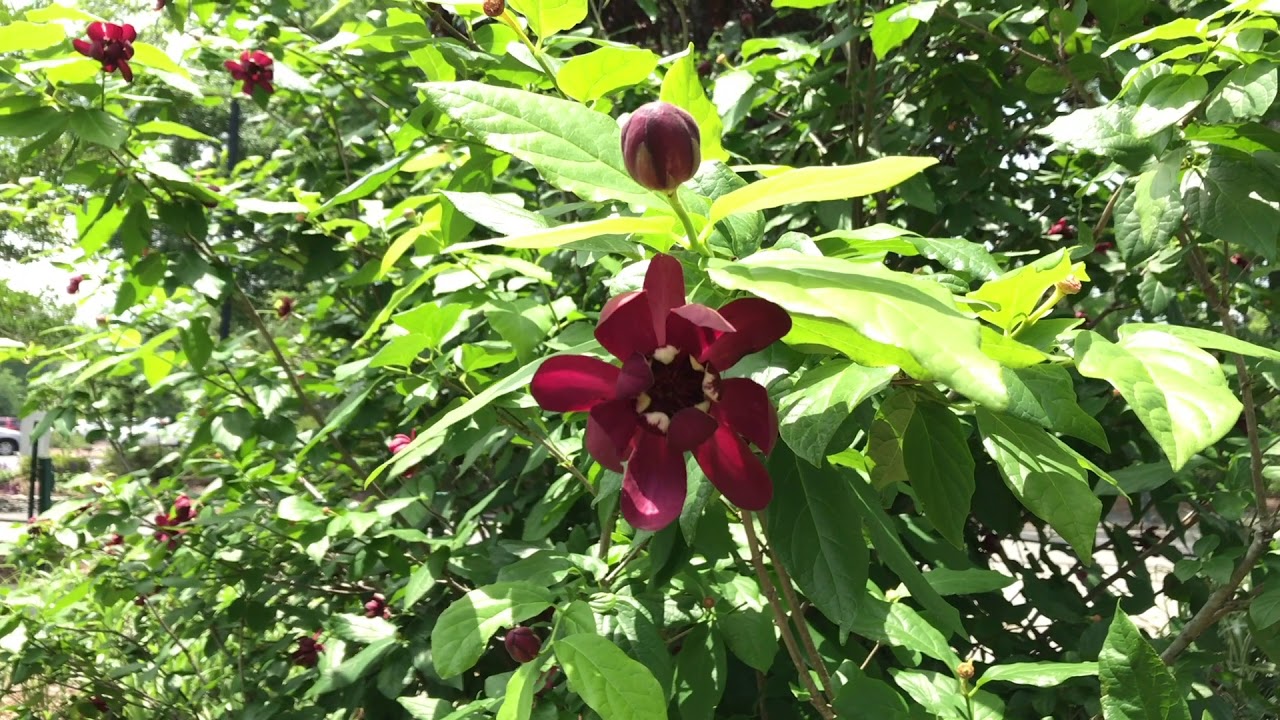 Learn to Grow: Carolina Allspice