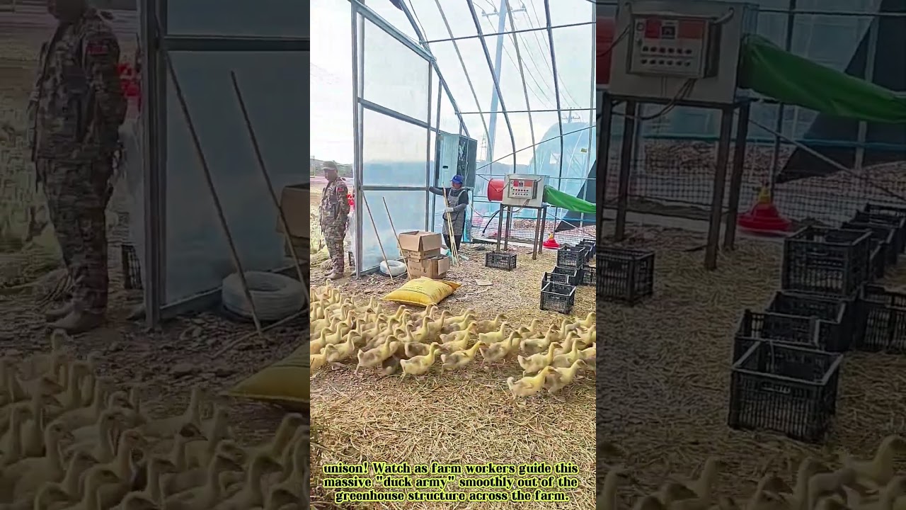 Satisfying Duckling Swarm ASMR: Thousands of Yellow Ducklings Quacking