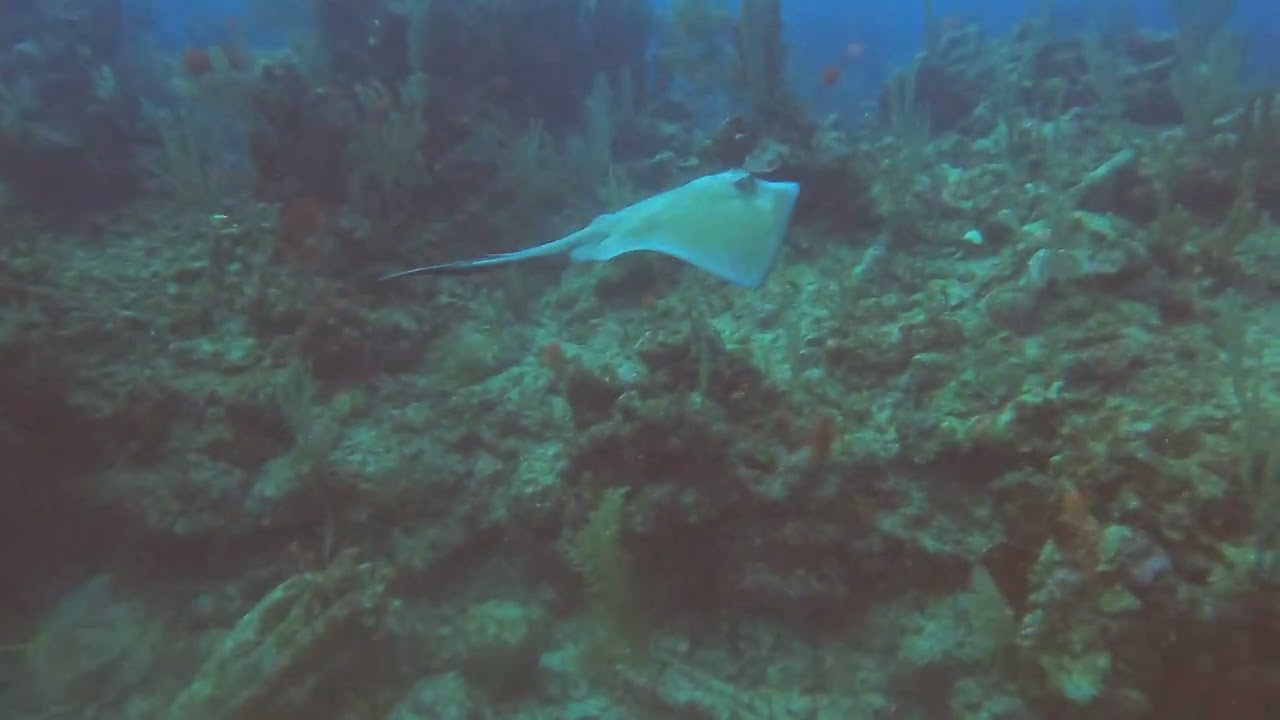 Southern Stingray Flying through the water. #short