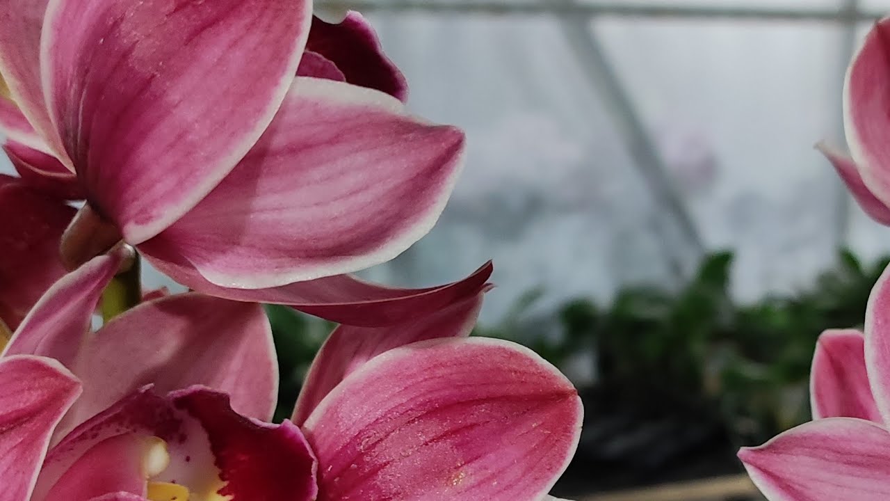 Vườn lan Berry đang phát trực tiếp!