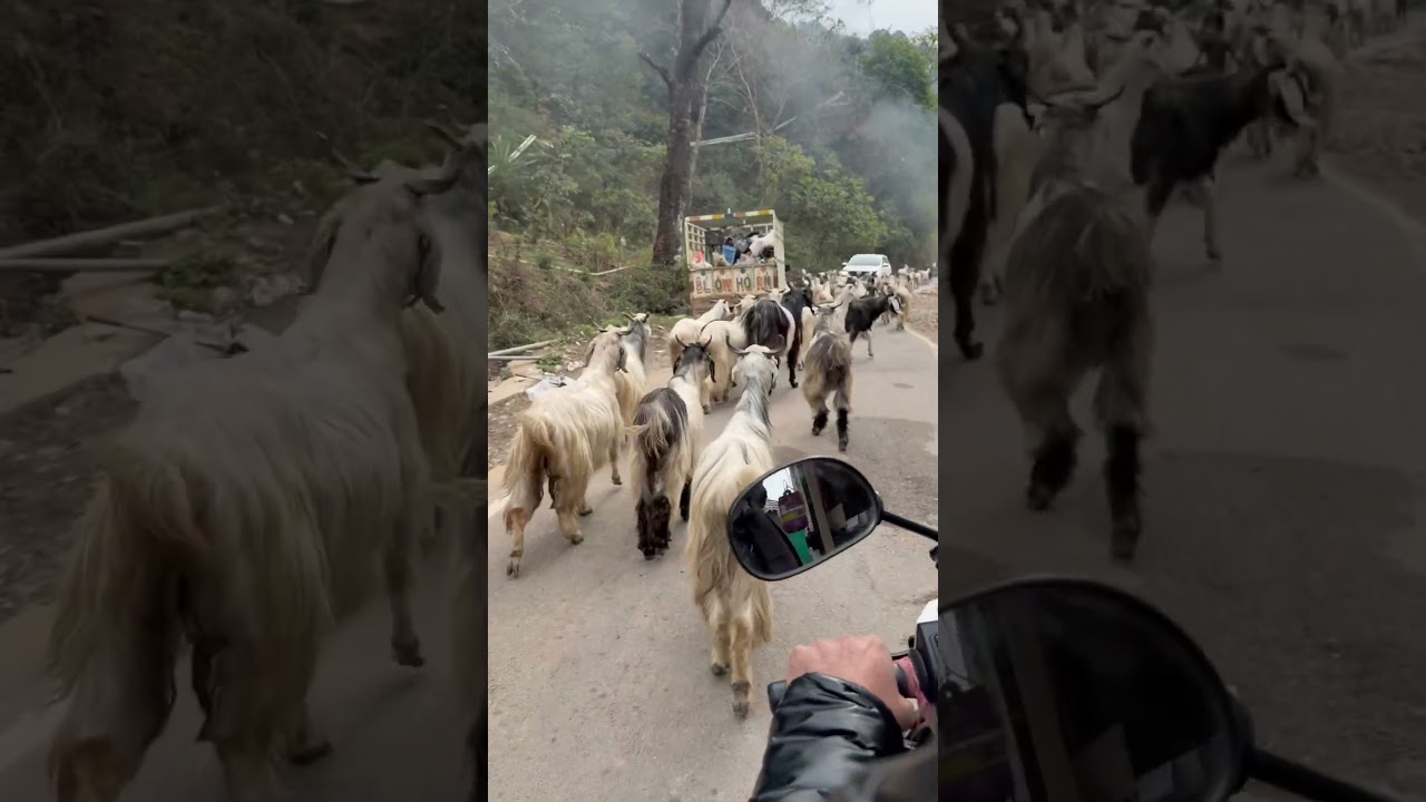 Dharamshala Day 2.            
