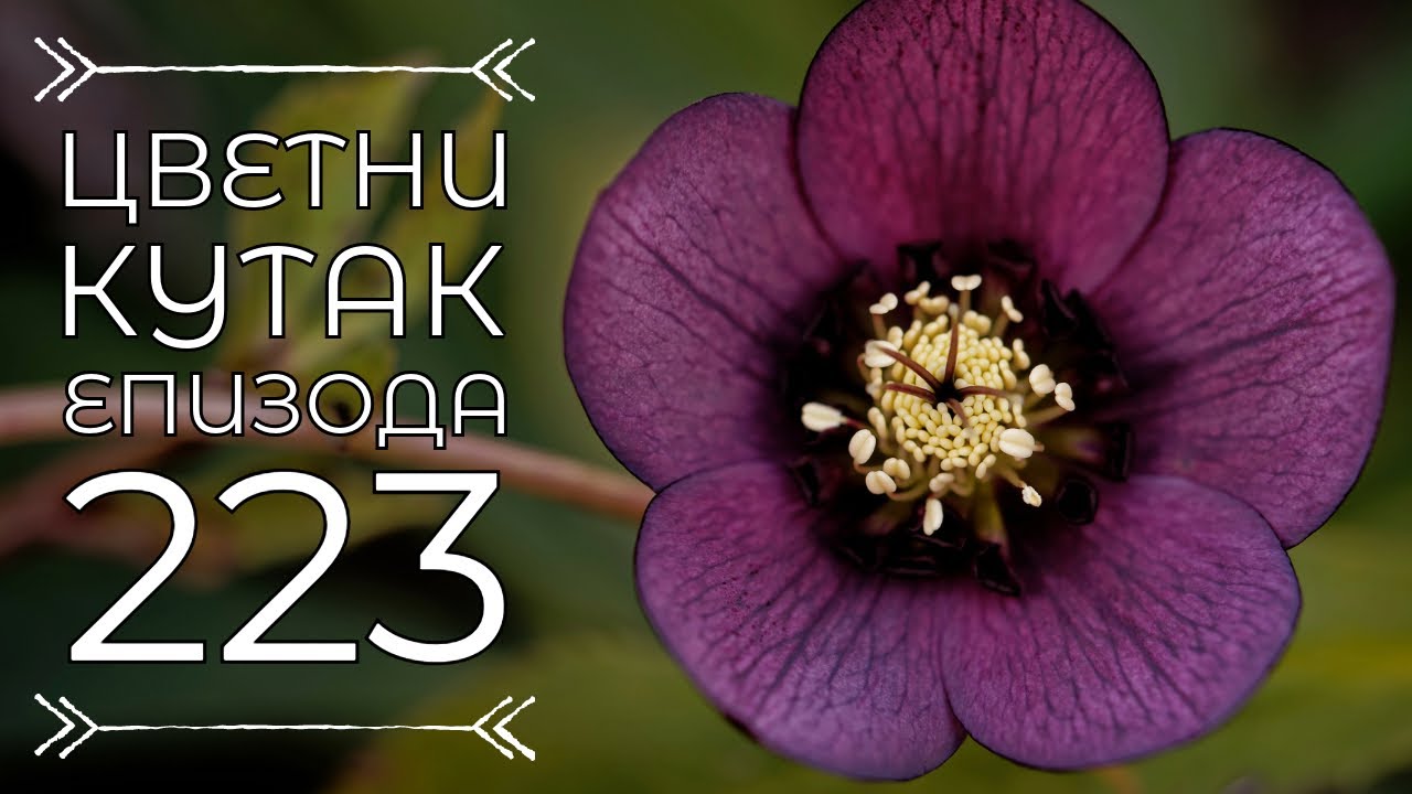 Cvetni kutak ep. 223 15.02.2024. Kukurek, lejlandov čempres, presađivanje orhideje, breza