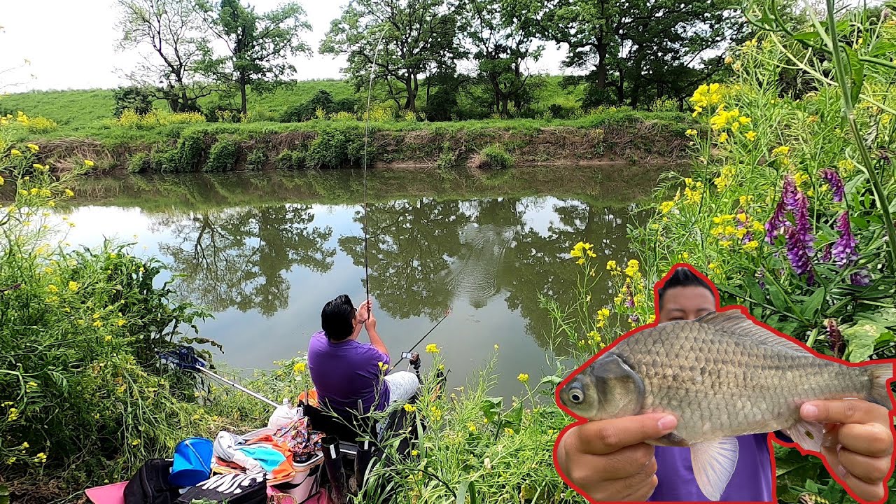 雰囲気最高の川でヘラブナ釣りしたらウキが踊りっぱなし！【埼玉県比企郡吉見町 市野川】