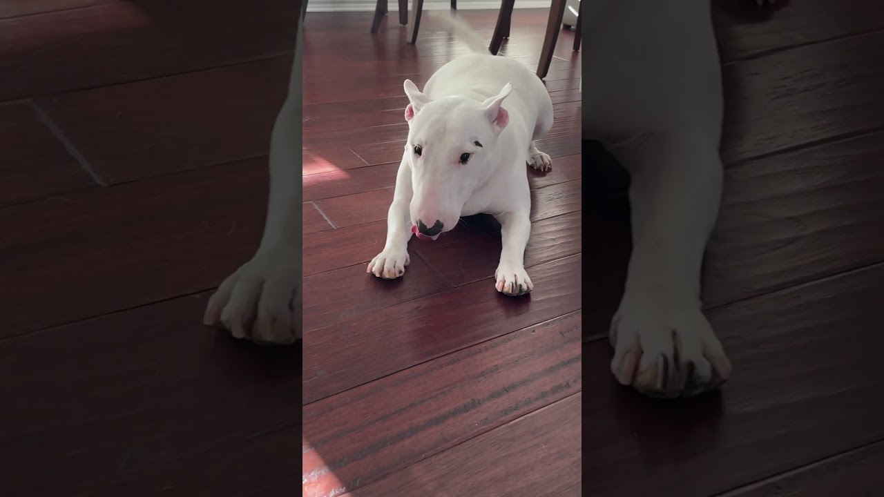 Bull terrier is ready to play! #minibullterrier #bullterrier #puppy #englishbullterrier
