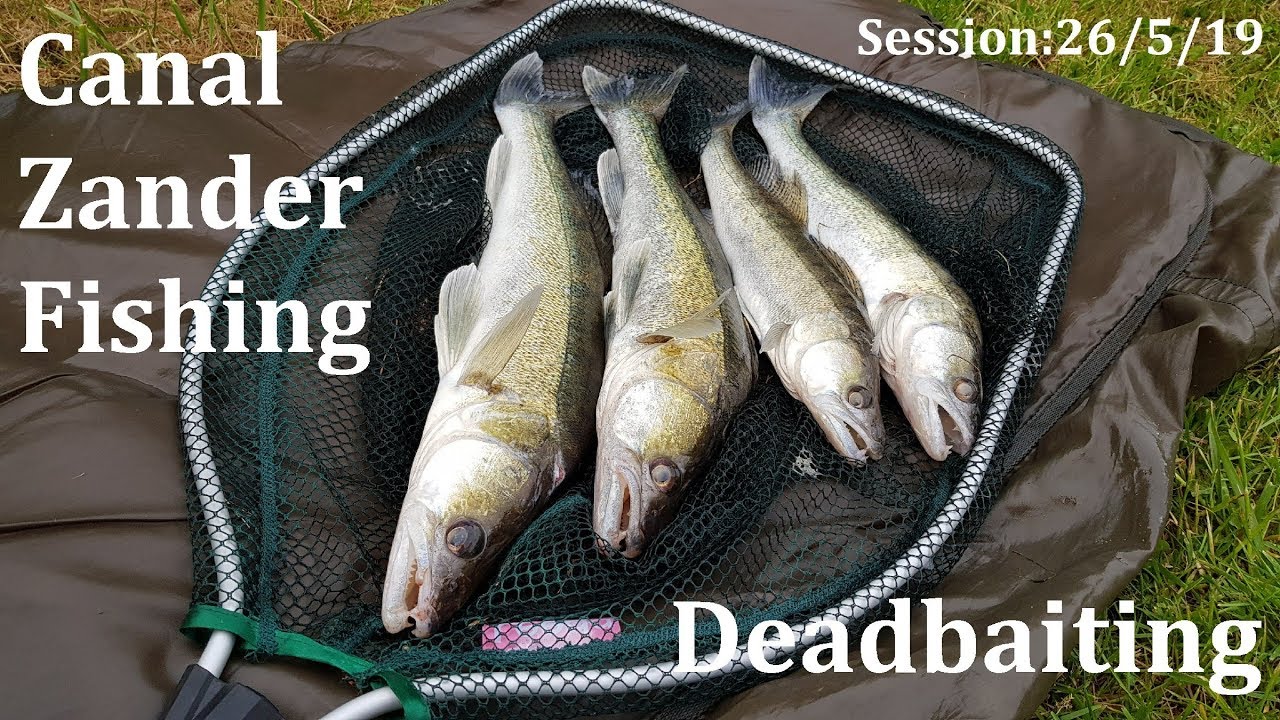 Canal Zander Fishing & Update...Banking & Blanking - 26/5/19 (Video 114)