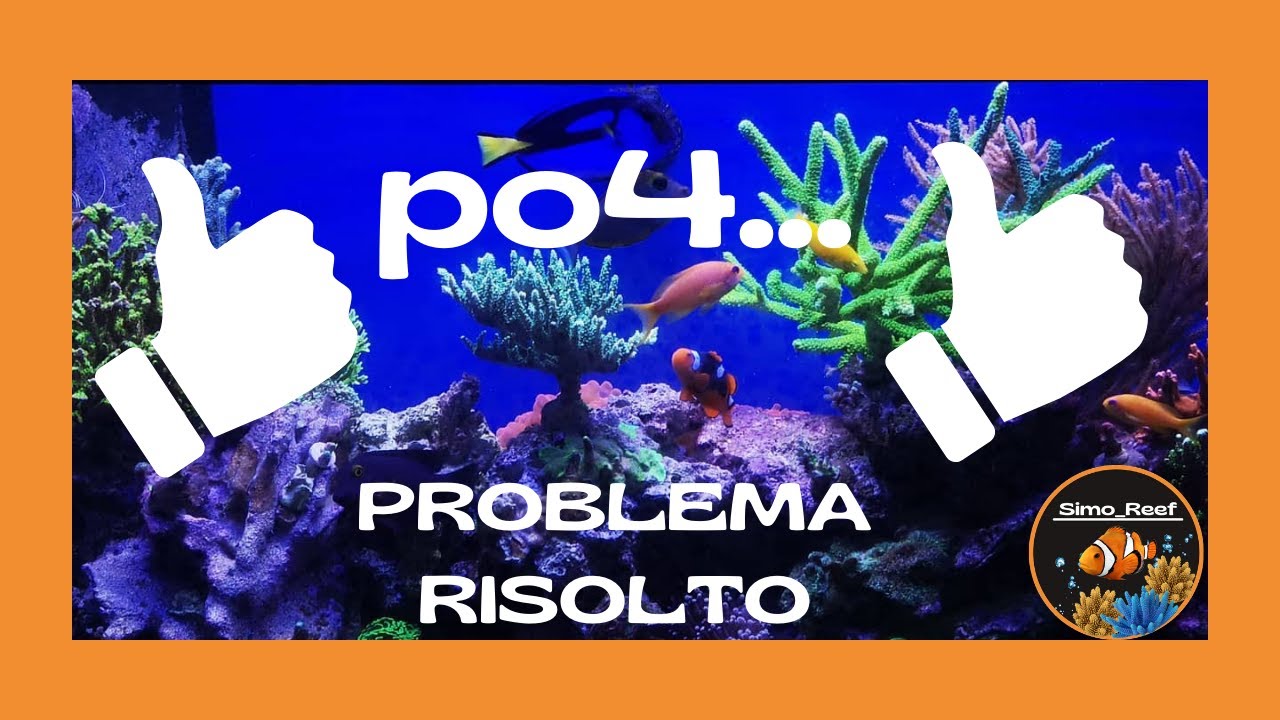 acquario post vacanze che disastro parte 2