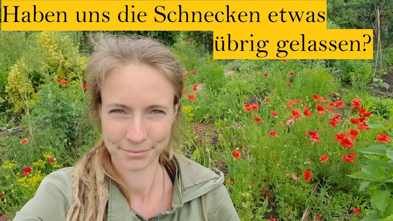 Probleme und Gutes im Gartenjahr 2024