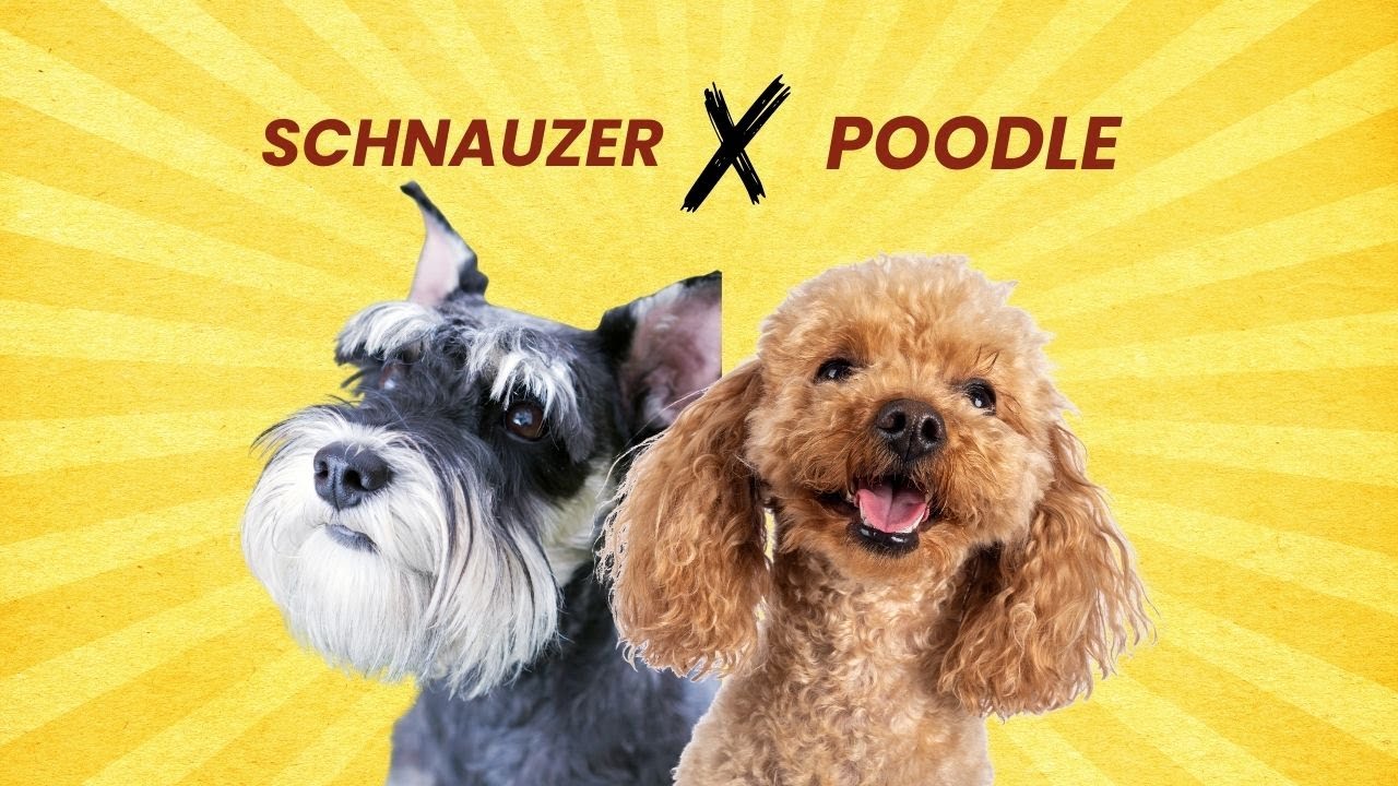 Schnauzer  + Poodle = Schnoodle! The Smart & Cuddly Hybrid