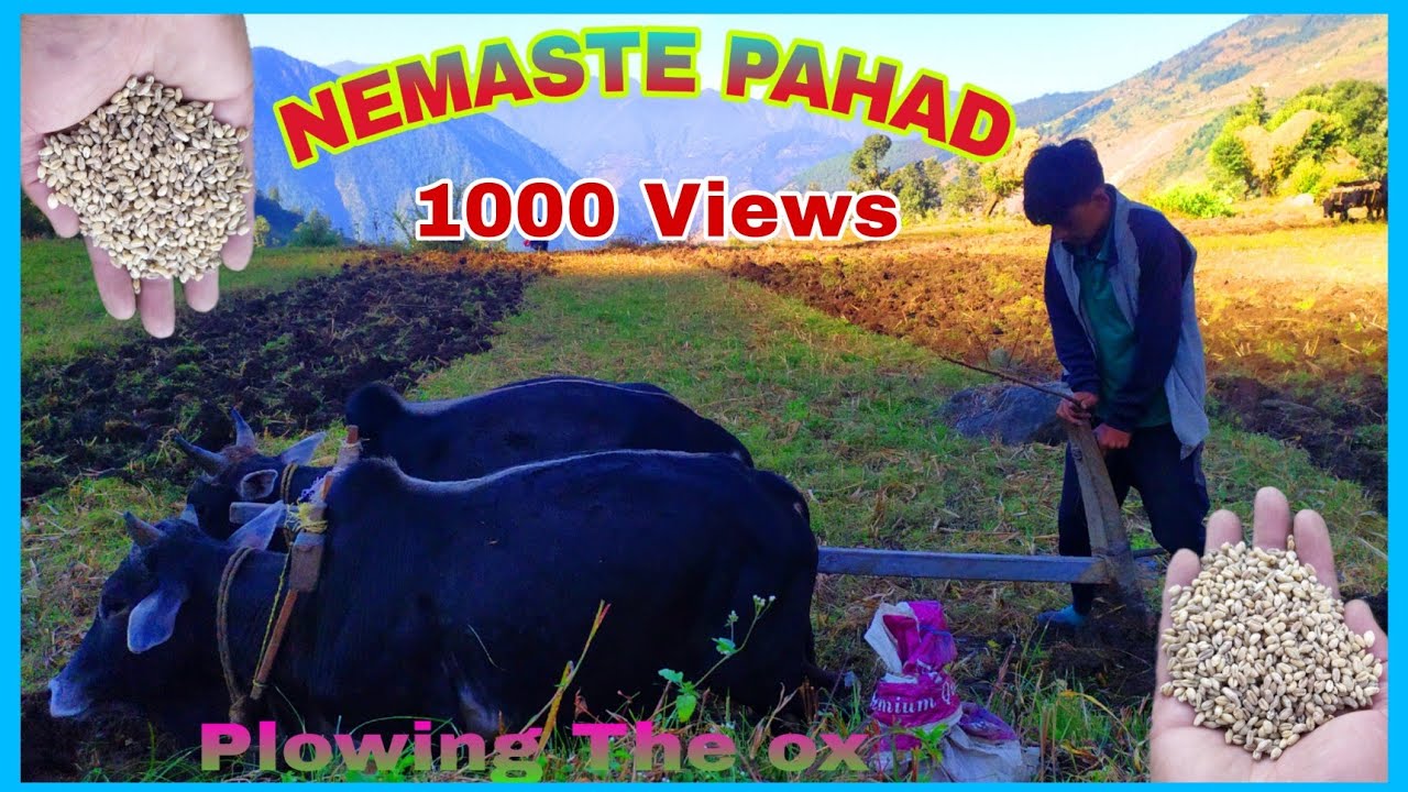 Plowing the ox | पहाड़ियों द्वारा हल लगाना | Pahadi lifestyle | manoj bisht chamoli | Villager vlogs