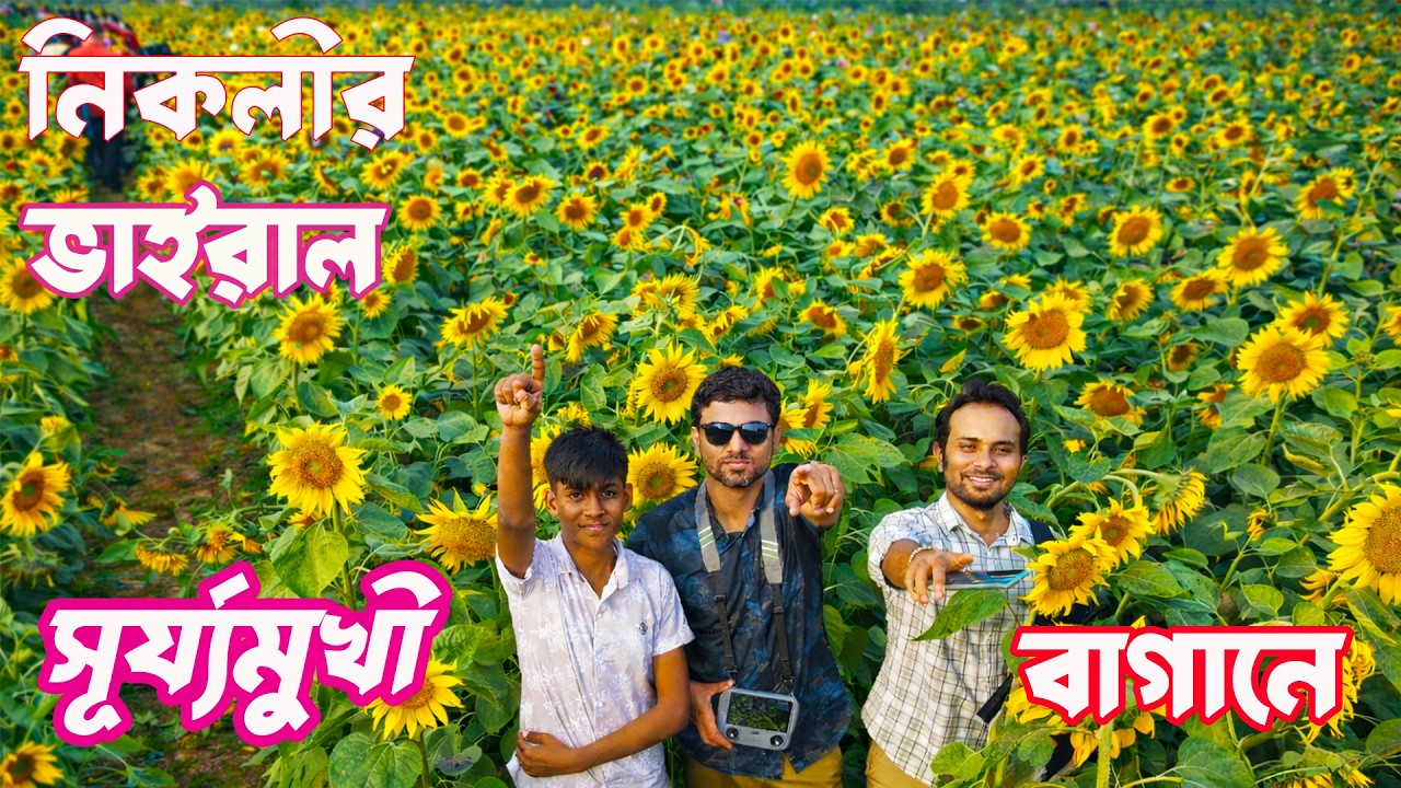 কিশোরগঞ্জ নিকলির সূর্যমুখী ফুলের রাজ্য 🌻 | Amazing Sunflower Garden