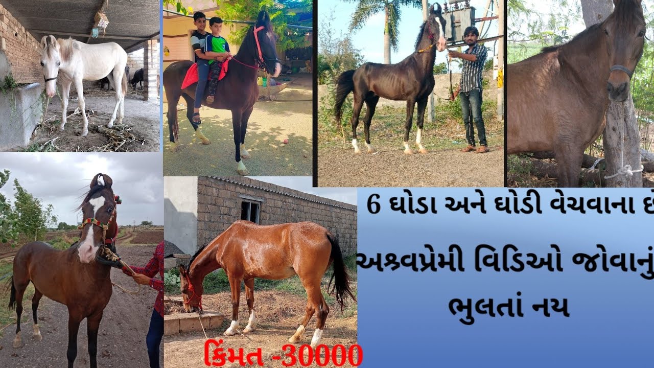 6 ઘોડા અને ઘોડી વેચવાના છે કુલ જવાબદારી સાથે