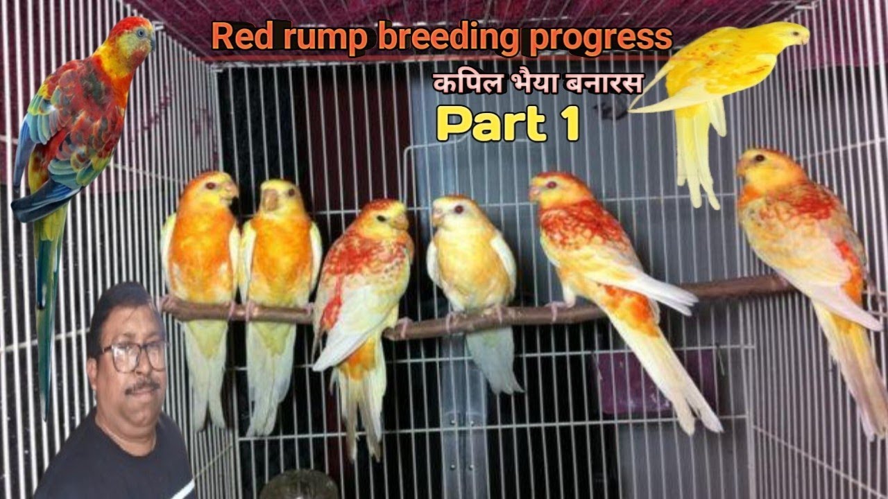 Red rump breeding progress kapil bird setup Banaras