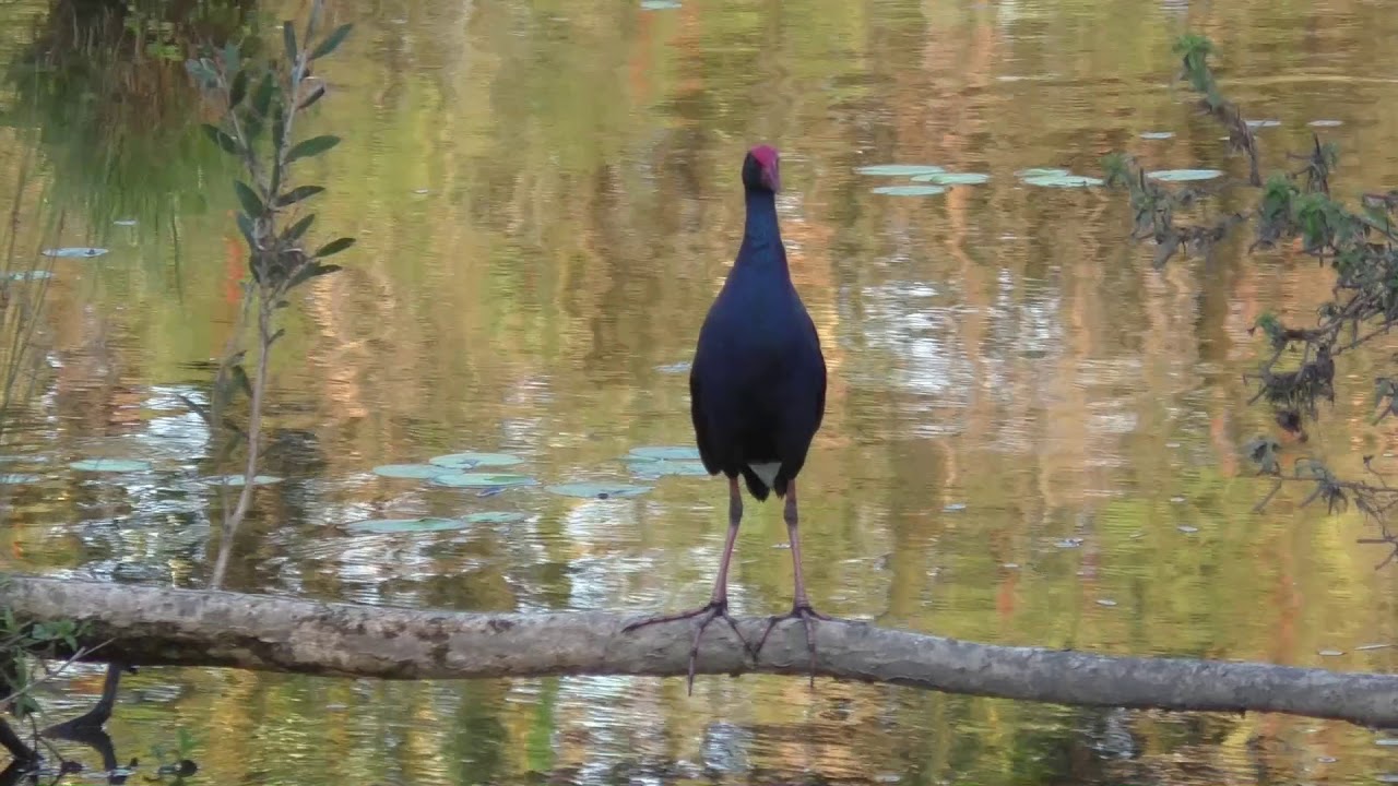 Australasian Swamphen 2