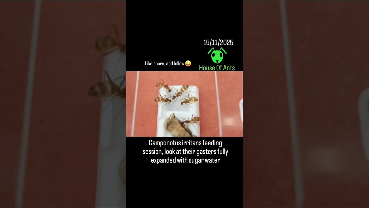 15/11/2025 Camponotus Irritans ant colony feeding time. 