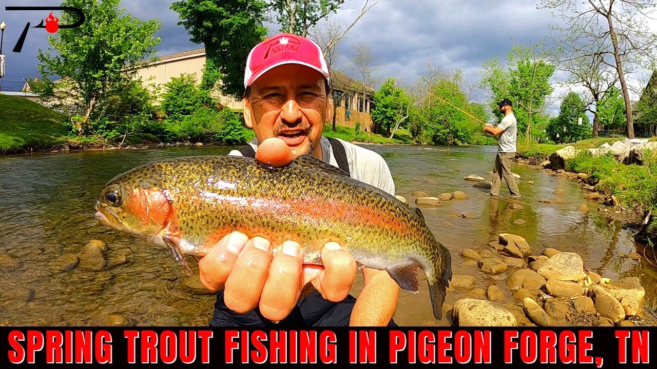TN Spring Trout Fishing In Pigeon Forge